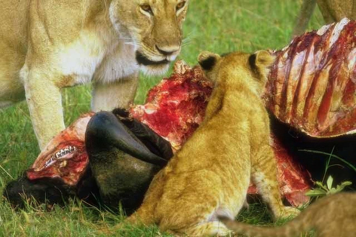 Kenya Lions Zebra Cubs A4 Photo Print