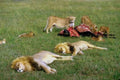 Kenya Lions Zebra Savanna A4 Photo Print