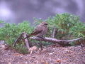 Kestrel Branch Shrubbery A4 Photo Print