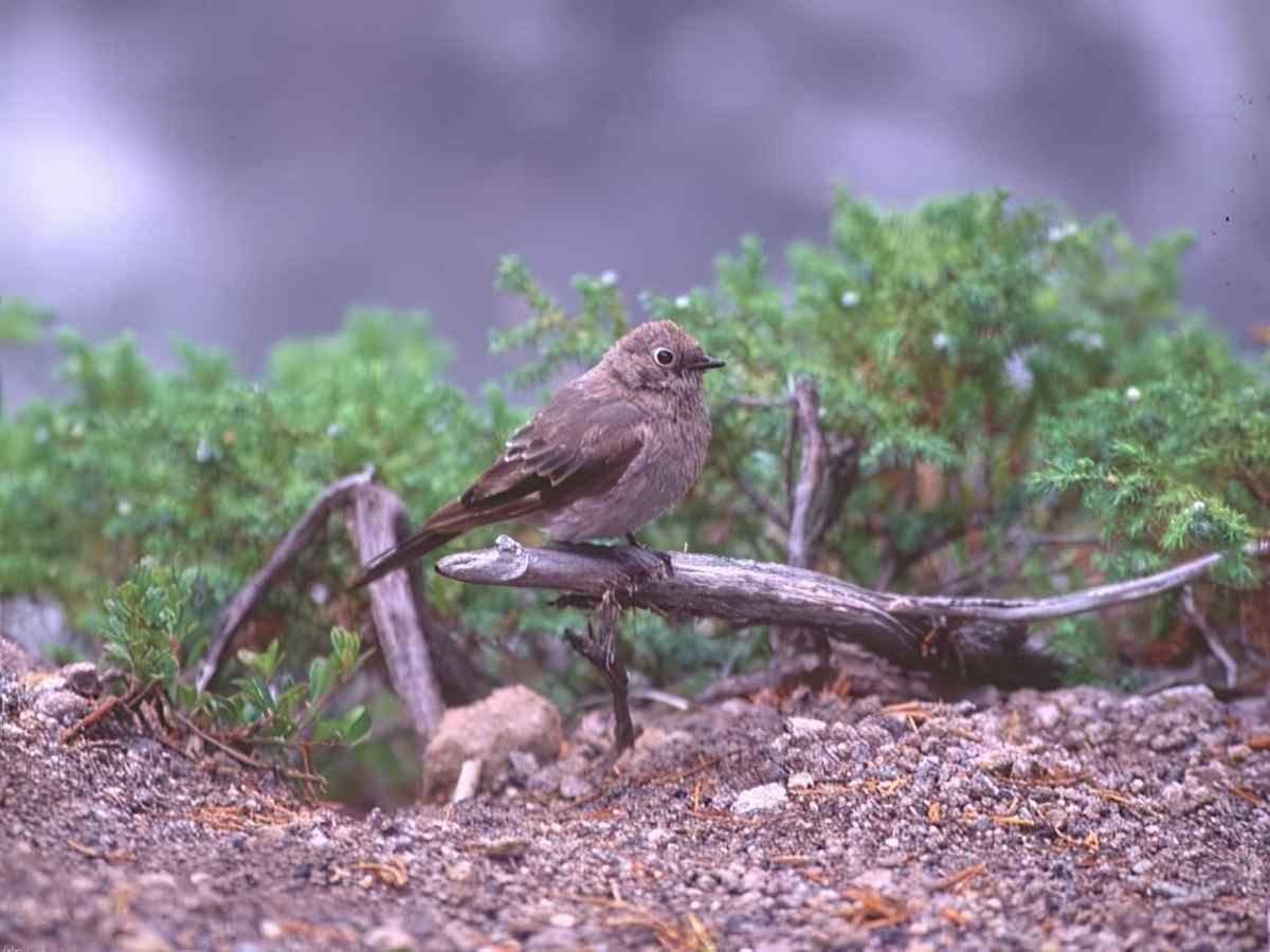 Kestrel Branch Shrubbery A4 Photo Print