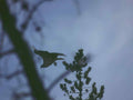 Kestrel Flight Forest A4 Photo Print