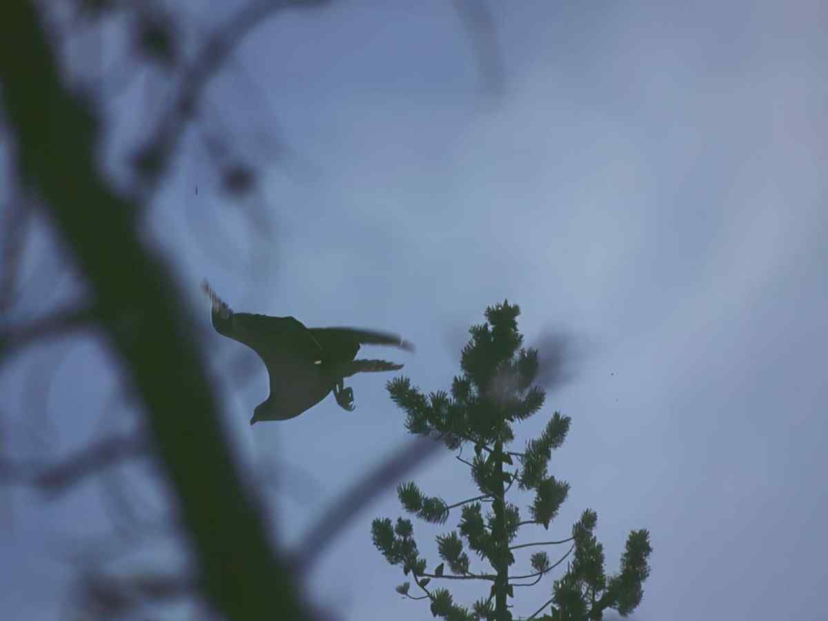 Kestrel Flight Forest A4 Photo Print