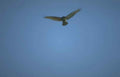 Kestrel Flight Sky A4 Photo Print