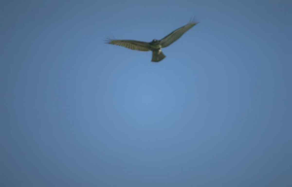 Kestrel Flight Sky A4 Photo Print