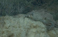 Kestrel Hillside Rodent A4 Photo Print