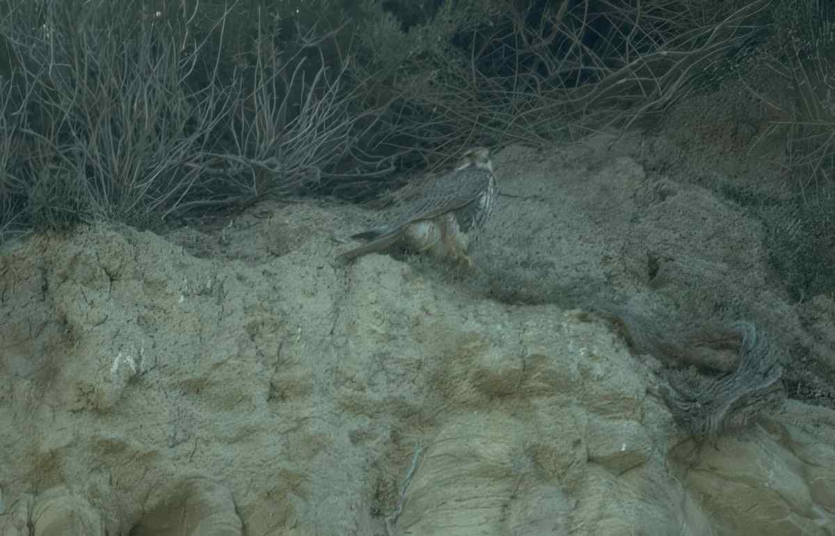 Kestrel Hillside Rodent A4 Photo Print
