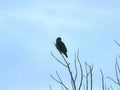 Kestrel Winter Branch A4 Photo Print