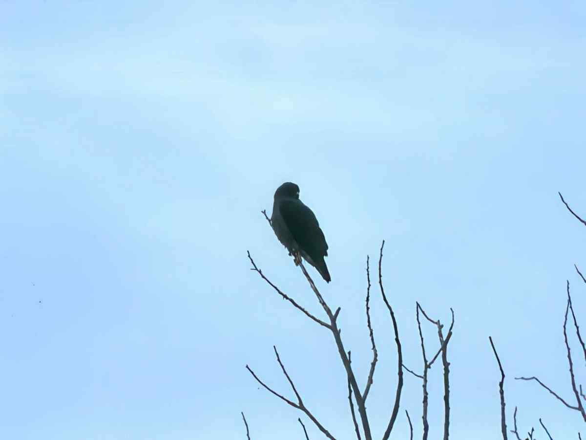 Kestrel Winter Branch A4 Photo Print