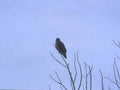 Kestrel Winter Tree A4 Photo Print