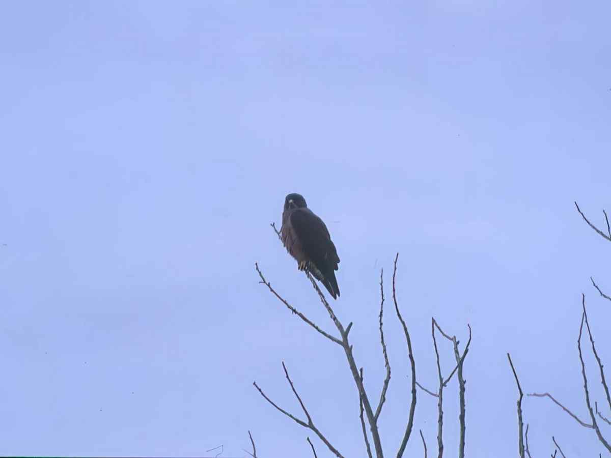 Kestrel Winter Tree A4 Photo Print