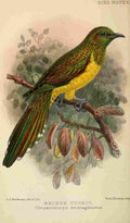 Keulemans JG 1842 1912 Bird Notes 1902 Bronze Cuckoo A4 Photo Print
