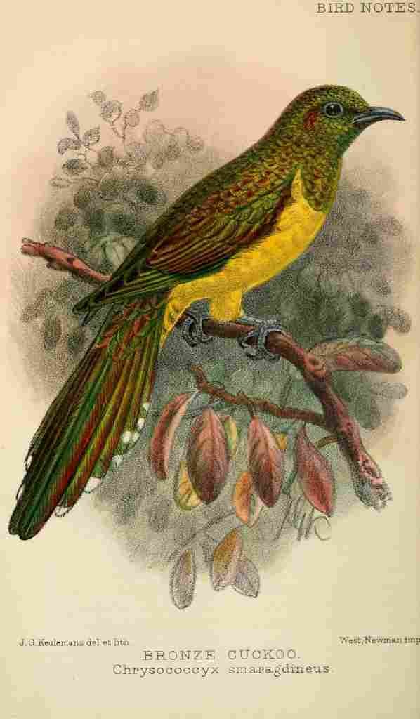 Keulemans JG 1842 1912 Bird Notes 1902 Bronze Cuckoo A4 Photo Print