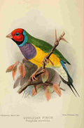 Keulemans JG 1842 1912 Bird Notes 1902 Gouldian Finch A4 Photo Print