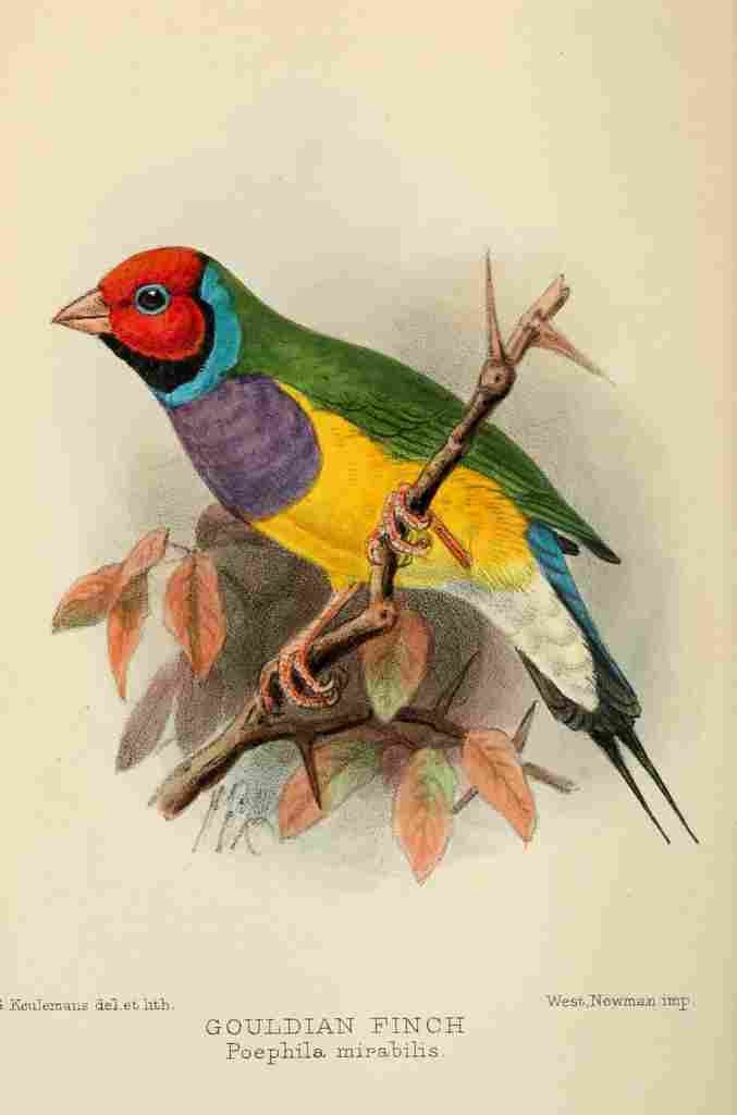 Keulemans JG 1842 1912 Bird Notes 1902 Gouldian Finch A4 Photo Print