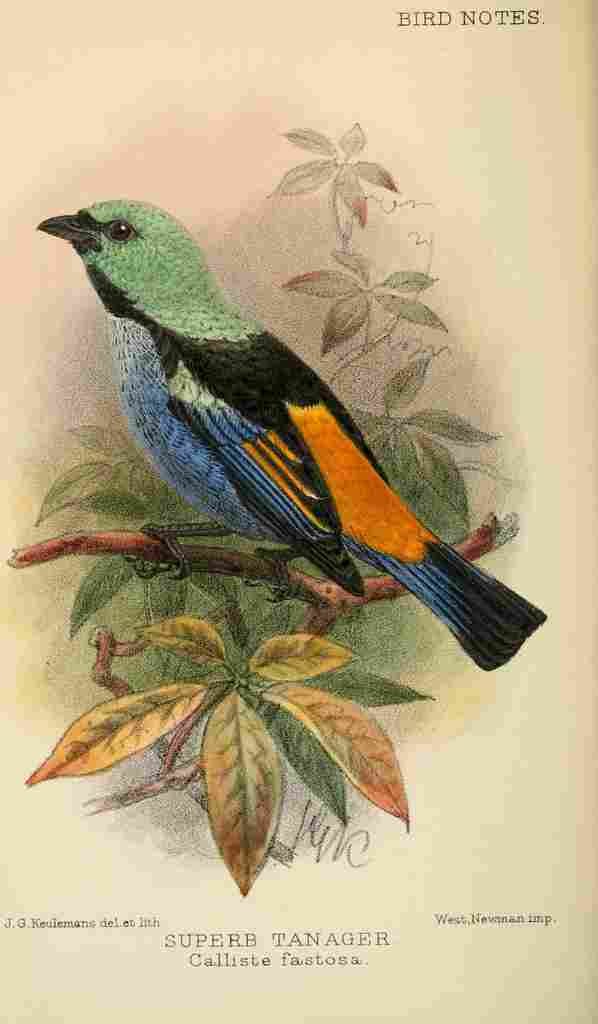 Keulemans JG 1842 1912 Bird Notes 1902 Superb Tanager A4 Photo Print