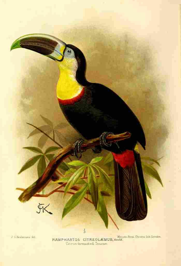 Keulemans JG 1842 1912 Flying Trip to the Tropics 1898 Toucan A4 Photo Print