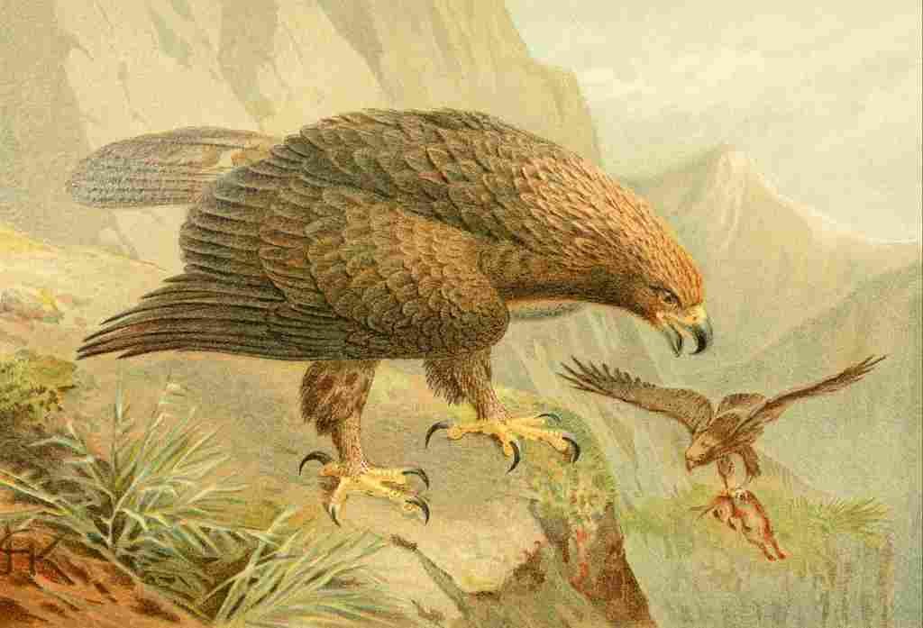 Keulemans JG 1842 1912 Golden Eagle A4 Photo Print