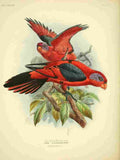 Keulemans JG 1842 1912 Monograph Lories 1896 Black winged A4 Photo Print