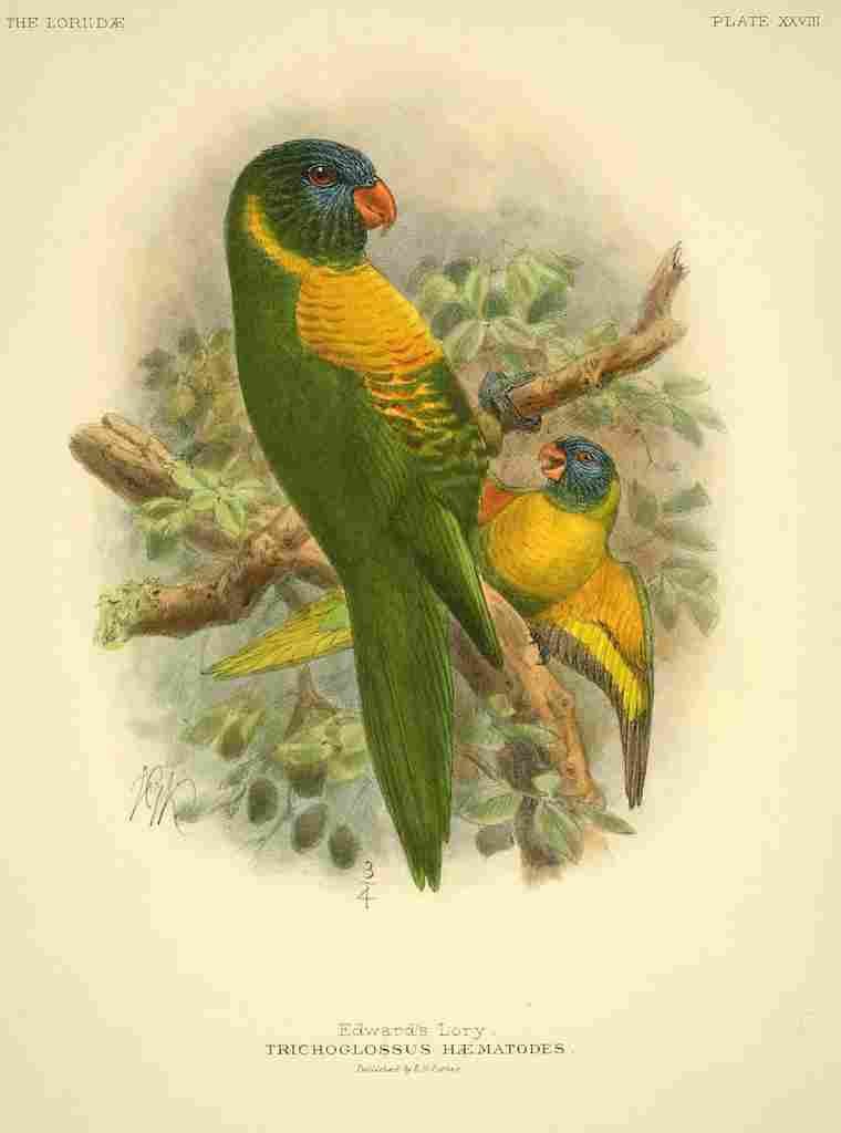 Keulemans JG 1842 1912 Monograph Lories 1896 Edwards Lory A4 Photo Print