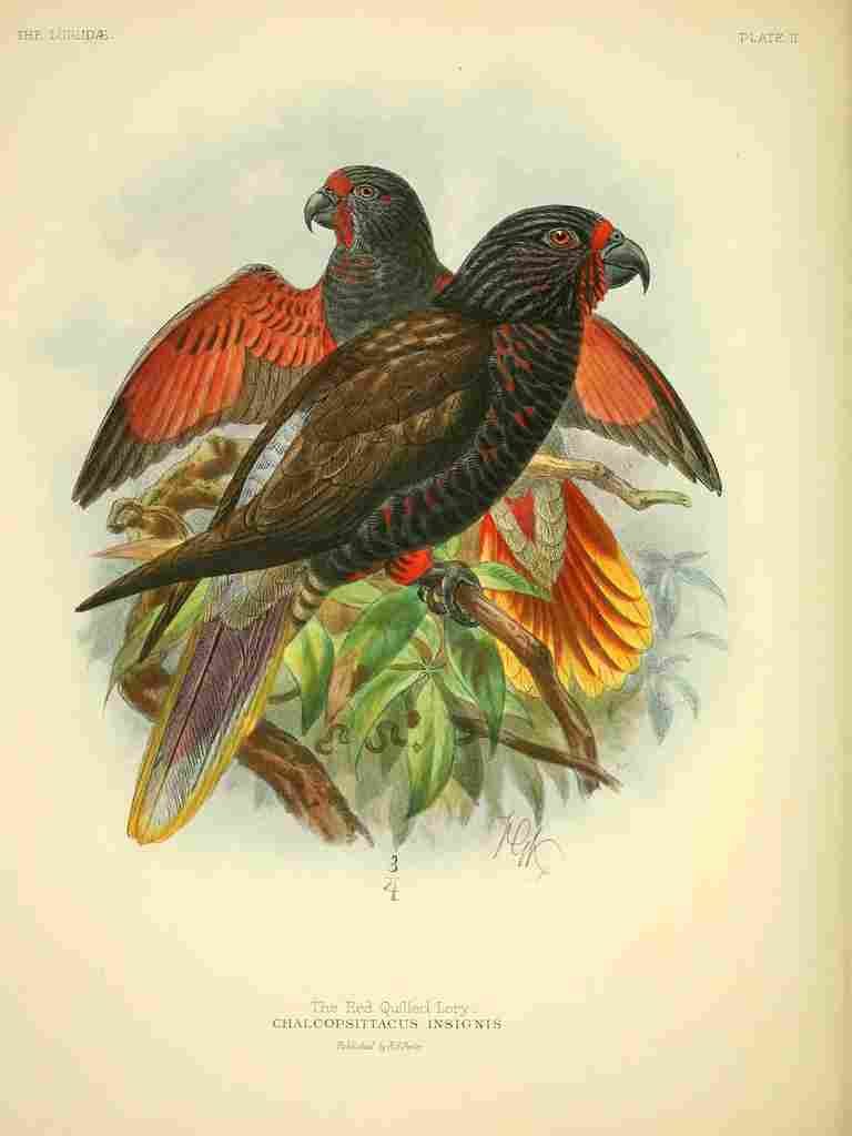 Keulemans JG 1842 1912 Monograph Lories 1896 Red Quilled A4 Photo Print