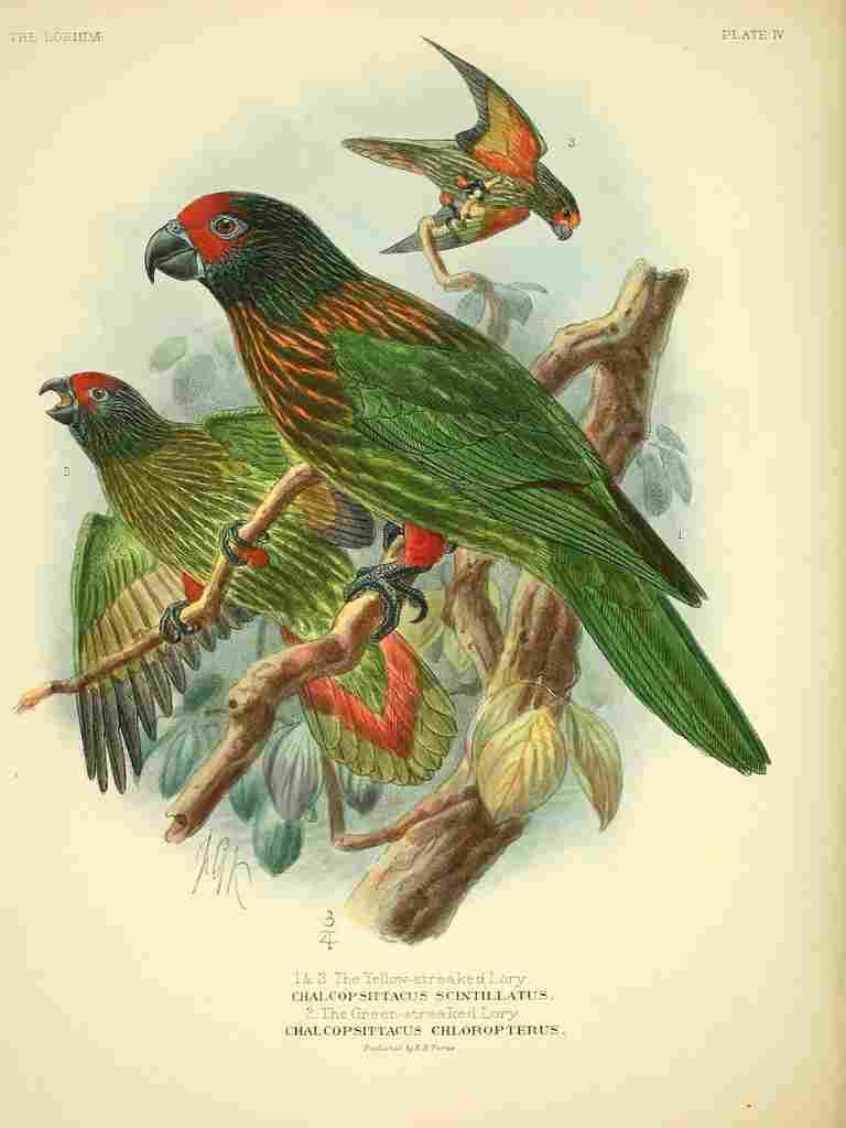 Keulemans JG 1842 1912 Monograph Lories 1896 Streaked A4 Photo Print