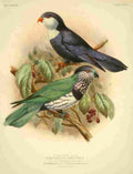 Keulemans JG 1842 1912 Monograph Lories 1896 Tahiti A4 Photo Print