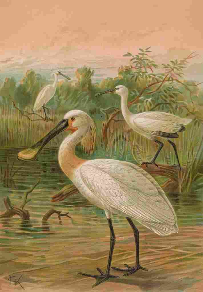Keulemans JG 1842 1912 Naumann 1897 Eurasion Spoonbill A4 Photo Print