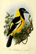 Keulemans JG 1842 1912 Onze Vogel 1869 Baltimore Oriole A4 Photo Print