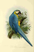 Keulemans JG 1842 1912 Onze Vogel 1869 Blue Parrot A4 Photo Print
