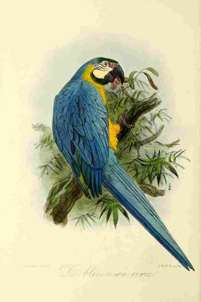 Keulemans JG 1842 1912 Onze Vogel 1869 Blue Parrot A4 Photo Print