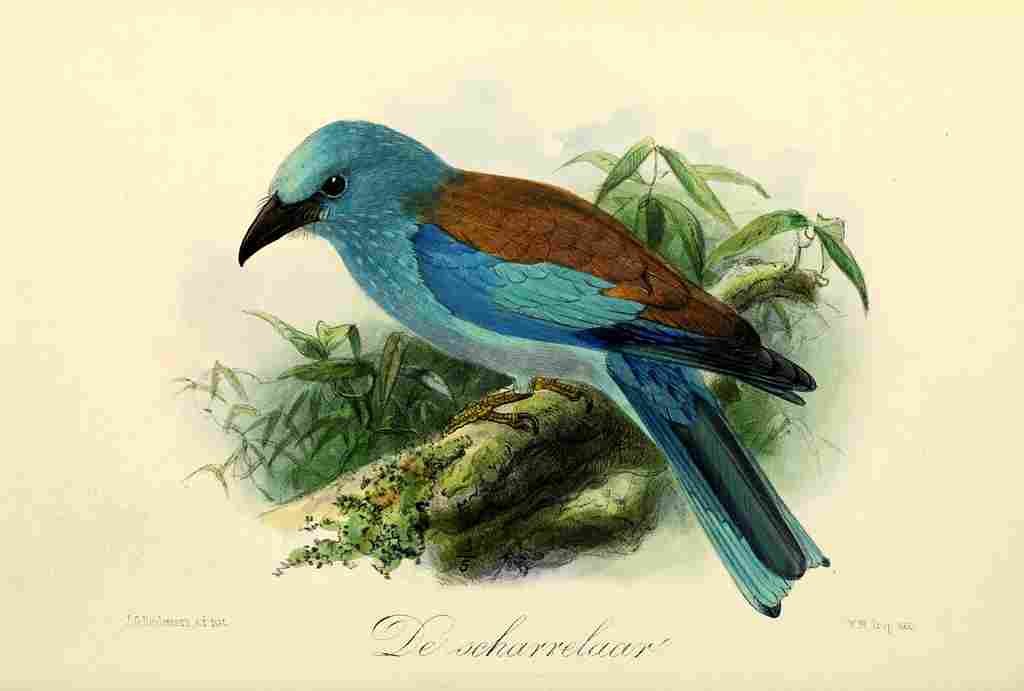 Keulemans JG 1842 1912 Onze Vogel 1869 European Roller A4 Photo Print