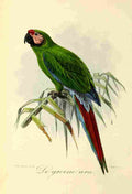 Keulemans JG 1842 1912 Onze Vogel 1869 Green Parrot A4 Photo Print