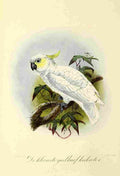 Keulemans JG 1842 1912 Onze Vogel 1869 Lesser Cockatoo A4 Photo Print