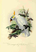 Keulemans JG 1842 1912 Onze Vogel 1869 Orange Cockatoo A4 Photo Print