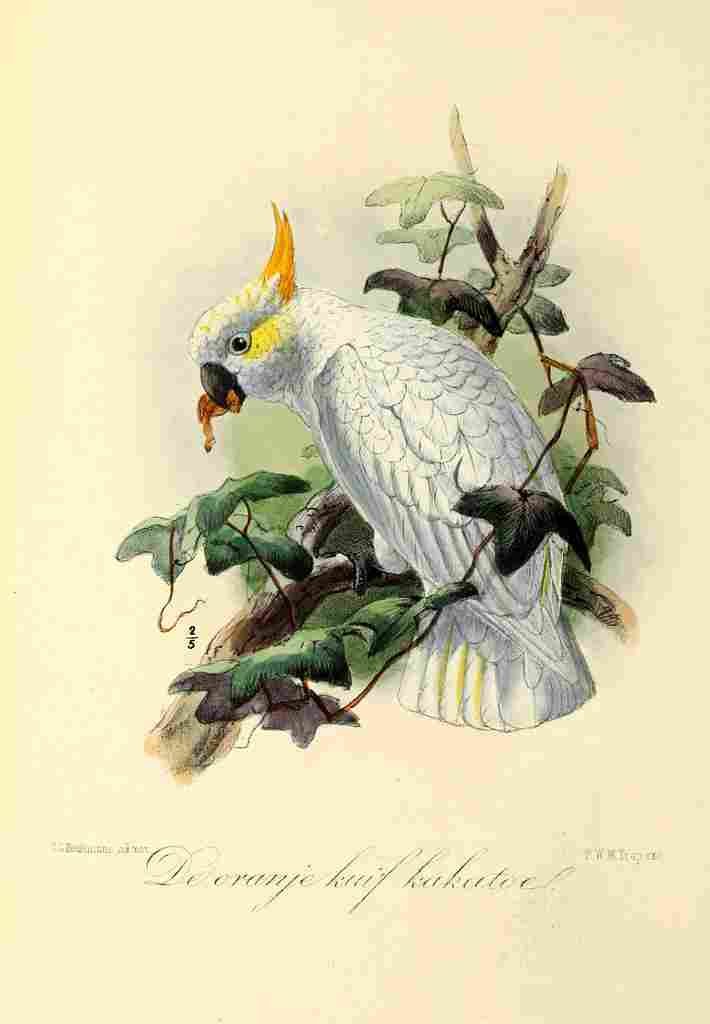 Keulemans JG 1842 1912 Onze Vogel 1869 Orange Cockatoo A4 Photo Print