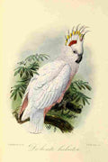 Keulemans JG 1842 1912 Onze Vogel 1869 Pied Cockatoo A4 Photo Print