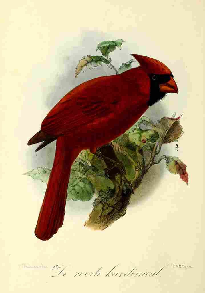 Keulemans JG 1842 1912 Onze Vogel 1869 Red Cardinal A4 Photo Print