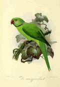 Keulemans JG 1842 1912 Onze Vogel 1869 Ring Parrakeet A4 Photo Print