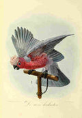 Keulemans JG 1842 1912 Onze Vogel 1869 Rose Cockatoo A4 Photo Print