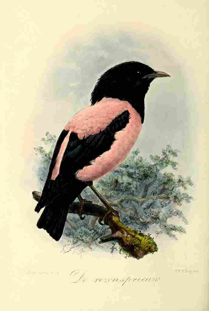 Keulemans JG 1842 1912 Onze Vogel 1869 Rosy Starling A4 Photo Print