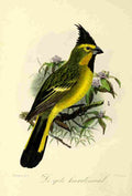 Keulemans JG 1842 1912 Onze Vogel 1869 Yellow Cardinal A4 Photo Print