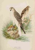Keulemans JG 1842 1912 Ornithological Report 1889 Marsh Hawk A4 Photo Print