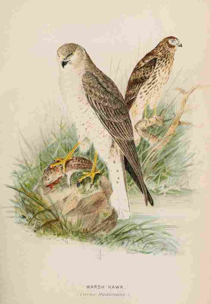 Keulemans JG 1842 1912 Ornithological Report 1889 Marsh Hawk A4 Photo Print