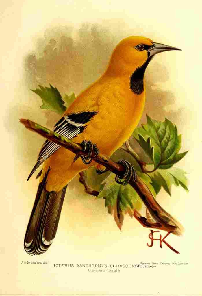 Keulemans JG 1898 Curacao Oriole A4 Photo Print