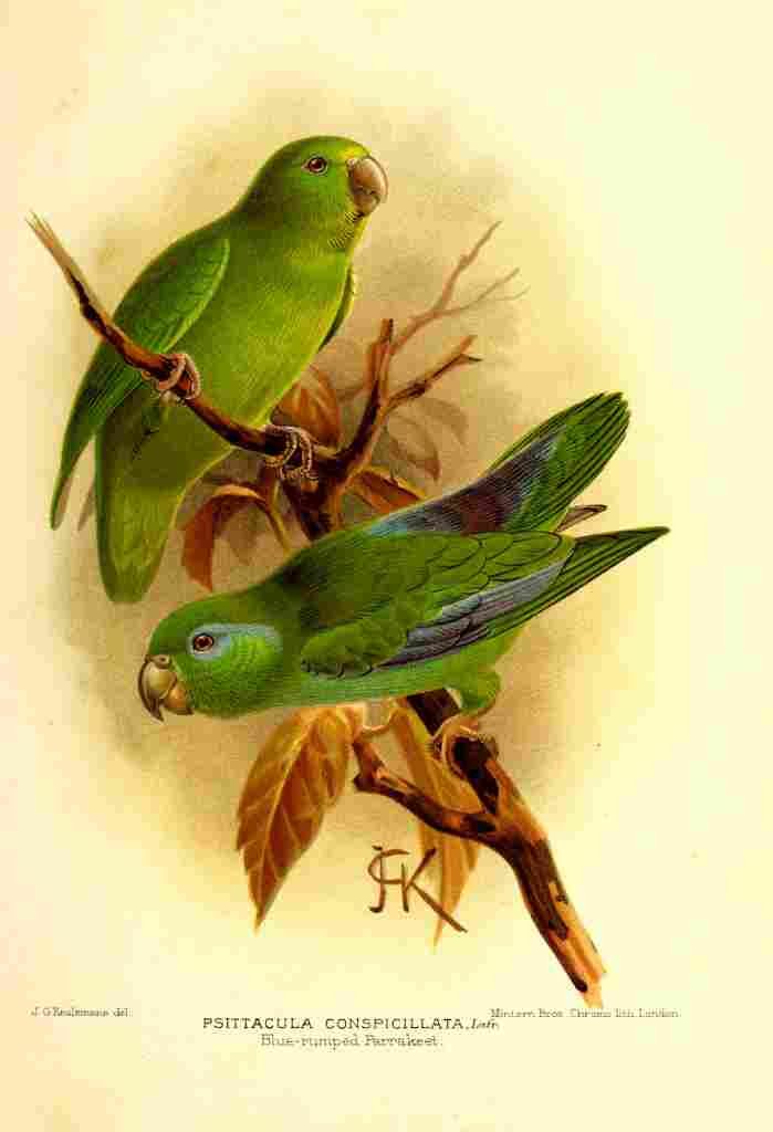 Keulemans JG 1898 Parakeet A4 Photo Print