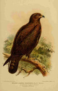 Keulemans John Devon 1892 Buzzard Rough legged A4 Photo Print