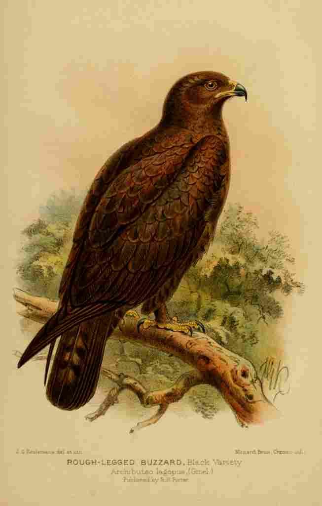 Keulemans John Devon 1892 Buzzard Rough legged A4 Photo Print