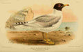 Keulemans John Devon 1892 Gull Great Black headed A4 Photo Print