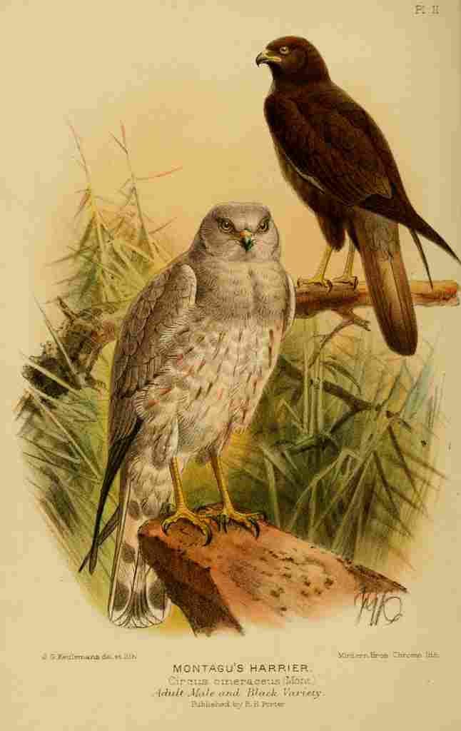 Keulemans John Devon 1892 Harrier Montagus A4 Photo Print