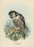 Keulemans John Europe 1881 American Hawk Owl A4 Photo Print